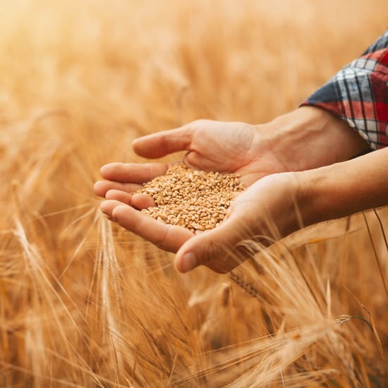 жито в ръце