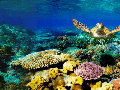 13th ATP1A3 in Disease Symposium