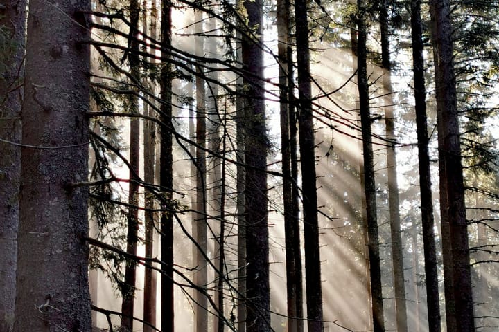 wood