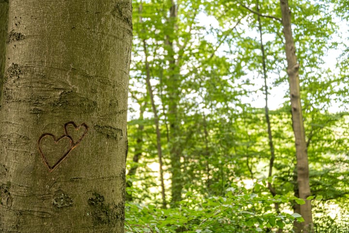 wood
