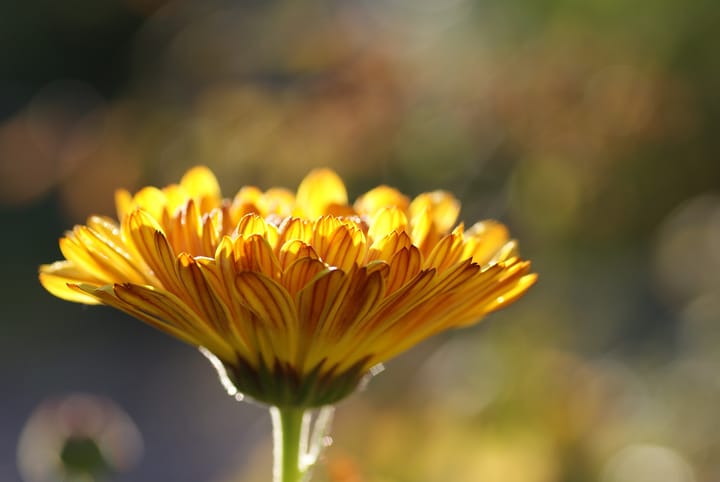 Calendula extract  