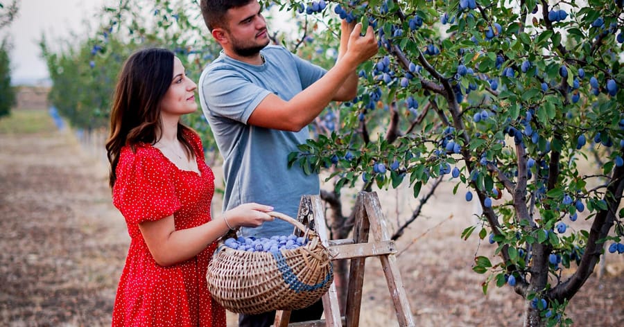 Как Dimmy's Farm постигна 13% conversion rate  с Creativiso Xpress