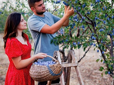 Как Dimmy's Farm постигна 13% conversion rate  с Creativiso Xpress