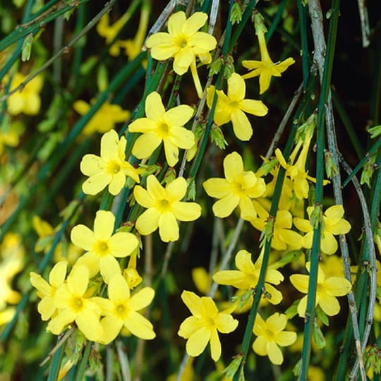 Жълт ароматен жасмин - Jasminum nudiflorum