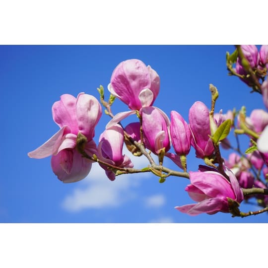 Магнолия Бети (Magnolia ‘Betty’)
