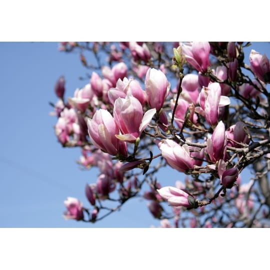 Магнолия Джордж Хенри Керн (Magnolia George Henry Kern)