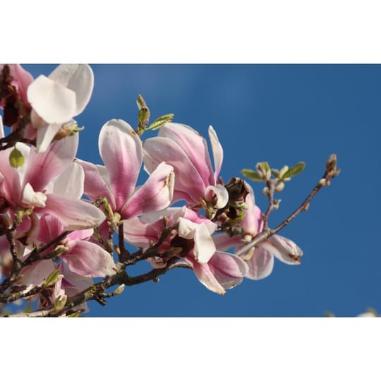 Магнолия Леонард Мессел (Magnolia x loebneri 'Leonard Messel')