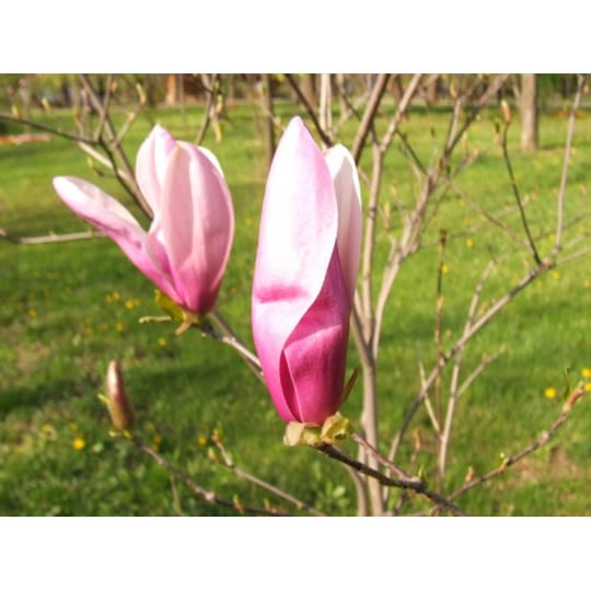 Магнолия Рики (Magnolia Ricki)