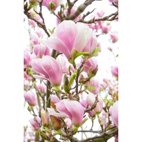 Магнолия Солангиана (Magnolia „Soulangeana“)