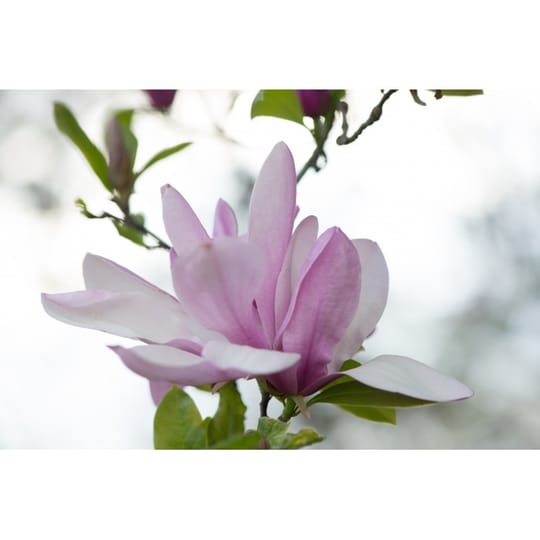Магнолия Стелата Розеа, (Magnolia stellata Rosea)