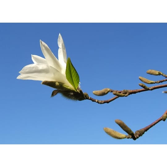 Магнолия Стелата Ройал Стар (Magnolia Stellata Royal Star)