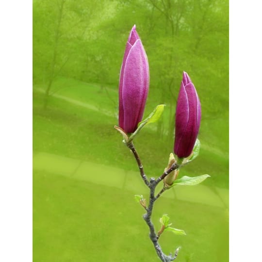 Магнолия Сюзън (Magnolia ‘Susan’)