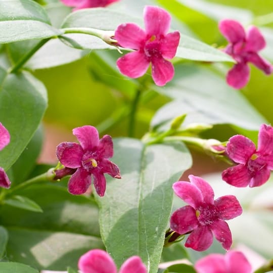 Розов жасмин - Jasminum beesianum