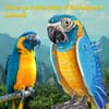 CubicFun Пъзел 3D National Geographic Синьогърлена ара 94ч.
