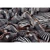 CLEMENTONI 1000ч. Пъзел National Geographic Zebra
