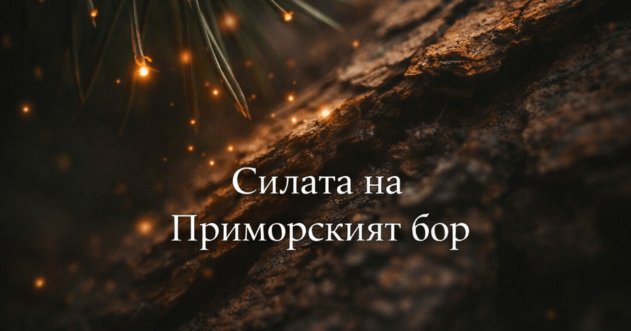 Приморският бор (Pinus pinaster): Древна мъдрост и модерна наука в Lion’s Pulse