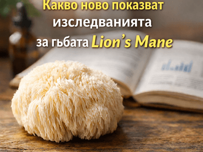 LION`S MANE, КАКВО НОВО РАЗКРИВА НАУКАТА