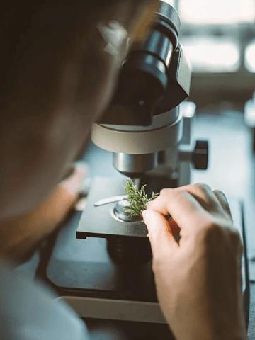 канабис лаборатория