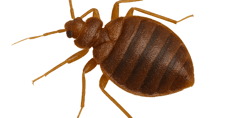 Шест фактa за дървениците, които не знаете