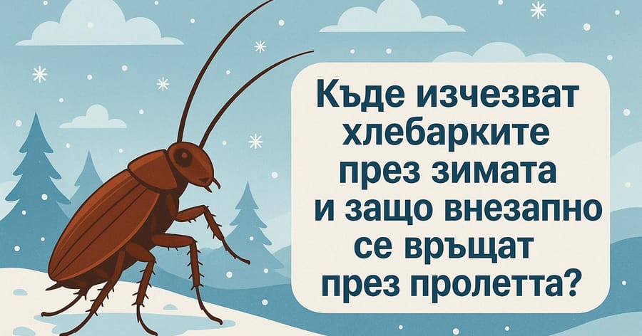 Къде изчезват хлебарките през зимата и защо внезапно се връщат през пролетта?