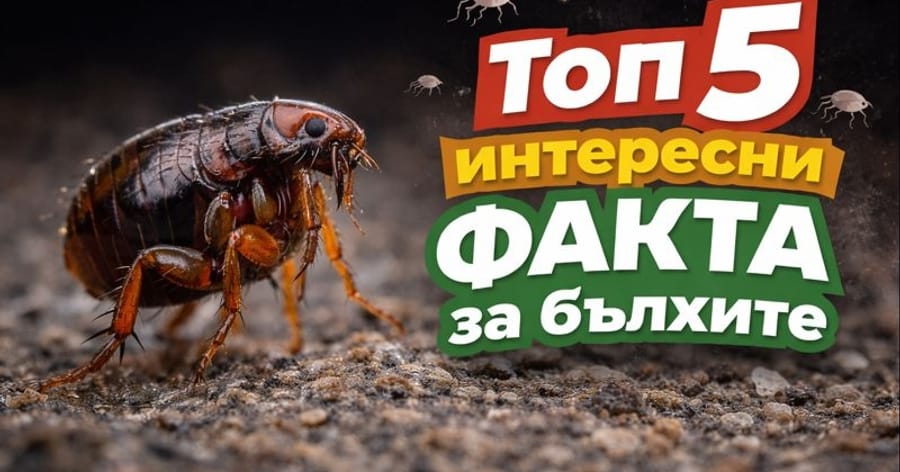 Топ 5 интересни факта за бълхите, които трябва да знаете  от екипа на Инсект Контрол