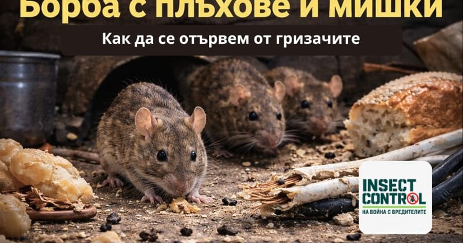 Какво привлича гризачите и защо се появяват във вашия дом? 