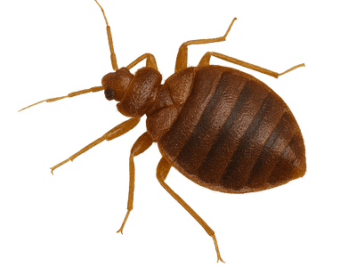 Шест фактa за дървениците, които не знаете