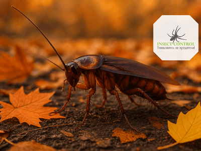 Есенна профилактика срещу хлебарки – защо е важно да не чакаме зимата