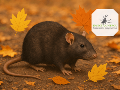 Ефективна дератизация на складове и мазета преди зимата – професионална защита от гризачи с Инсект контрол