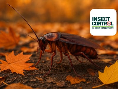 Есенна профилактика срещу хлебарки – защо е важно да не чакаме зимата