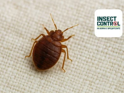 Дървениците: Как да се отървем от тях веднъж завинаги