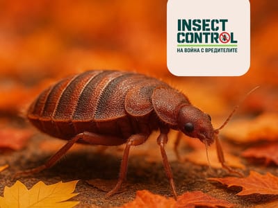 Как да се отървем от дървениците