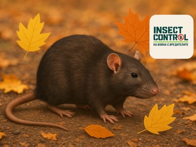 Ефективна дератизация на складове и мазета преди зимата – професионална защита от гризачи с Инсект контрол