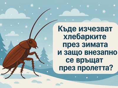 Къде изчезват хлебарките през зимата и защо внезапно се връщат през пролетта?