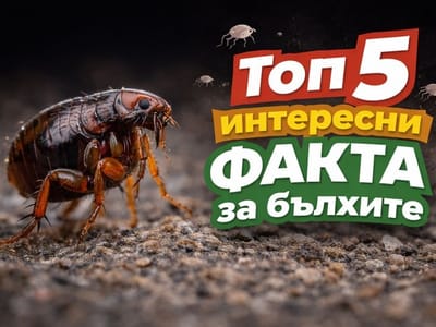 Топ 5 интересни факта за бълхите, които трябва да знаете  от екипа на Инсект Контрол