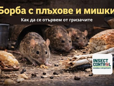 Какво привлича гризачите и защо се появяват във вашия дом? 