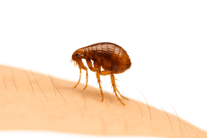 🟩 Как да разпознаем наличието на бълхи