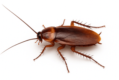 пръскане против хлебарки