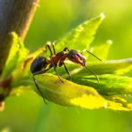 ant