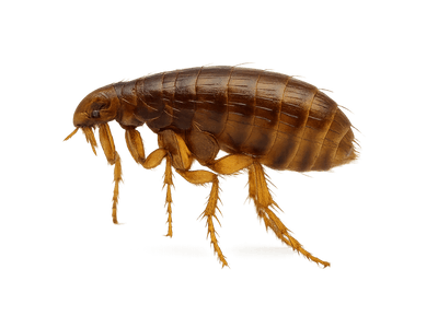 Унищожаване на бълхи