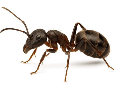 Унищожаване на мравки