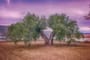 olive tree