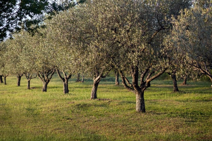 olive garden