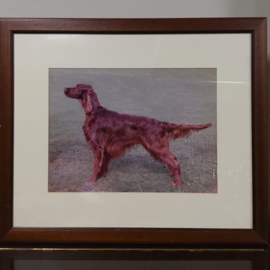 Ирландски сетер, елегантна порода с копринена, тъмночервена козина