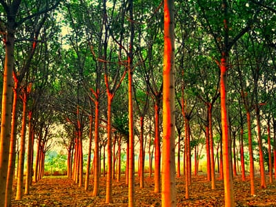 Дентротерапия