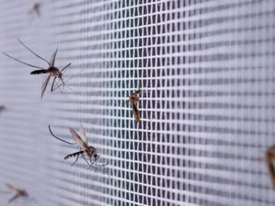 Галерия комарници