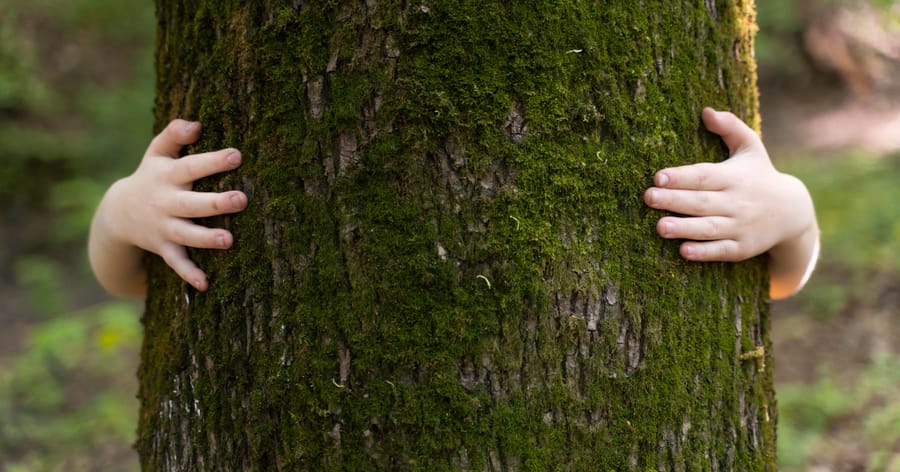 FSC® сертификация за проследяване на продукцията