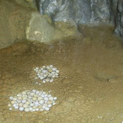 Ягодинка пещера