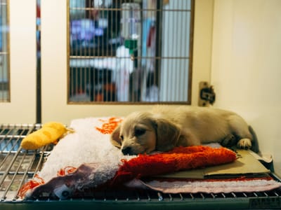 Veterinary Medicine