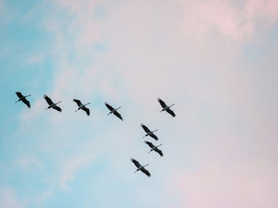 От надпреварата към присъствието: връщане към вътрешния ритъм на живота